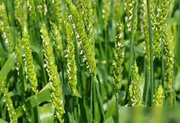米涂配资 小麦抽穗扬花以后，如何实现高产