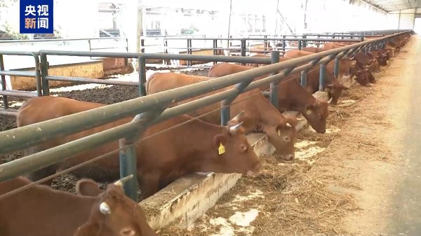 升富策略 美关税政策下，中巴牛肉贸易合作稳中求进